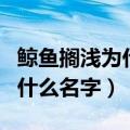 鲸鱼搁浅为什么会死（世界上最孤独的鲸鱼叫什么名字）