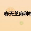 春天芝麻种植时间和方法（芝麻种植方法）