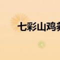 七彩山鸡养殖技术（有什么要知道的）