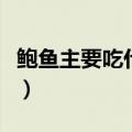 鲍鱼主要吃什么部位（鲍鱼的功效和营养价值）