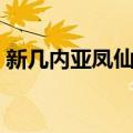 新几内亚凤仙花（关于新几内亚凤仙花简介）