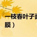 一枝春叶子面膜怎么样（怎么样一枝春叶子面膜）