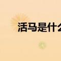 活马是什么意思（你知道什么意思吗）