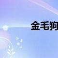 金毛狗名字（这些名字都好听）
