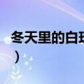 冬天里的白玫瑰歌词（冬天里的白玫瑰歌简介）