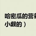 哈密瓜的营养价值（哈密瓜的营养价值是不可小觑的）