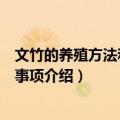 文竹的养殖方法和注意事项有哪些（文竹的养殖方法和注意事项介绍）