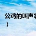 公鸡的叫声怎么写（公鸡的叫声这样写看这里）