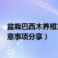 盆栽巴西木养殖方法和注意事项（盆栽巴西木养殖方法和注意事项分享）
