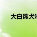 大白熊犬喂养（大白熊犬如何喂养呢）
