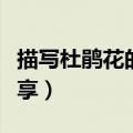 描写杜鹃花的诗句（有关杜鹃花的古人诗句分享）