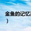 金鱼的记忆真的只有7秒吗（一起来了解下吧）
