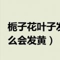 栀子花叶子发黄是什么原因（栀子花叶子为什么会发黄）