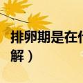 排卵期是在什么时候（排卵期是在什么时候讲解）