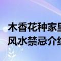 木香花种家里风水禁忌有哪些（木香花种家里风水禁忌介绍）