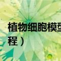 植物细胞模型制作方法（植物细胞模型制作教程）