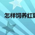 怎样饲养红鹦鹉鱼（养红鹦鹉鱼的小妙招）