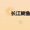 长江鲥鱼灭绝了吗（长江鲥鱼介绍）