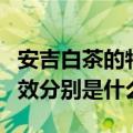 安吉白茶的特点和功效（安吉白茶的特点和功效分别是什么）