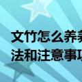 文竹怎么养养殖方法和注意事项（文竹养殖方法和注意事项）