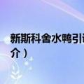 新斯科舍水鸭引诱寻猎犬（关于新斯科舍水鸭引诱寻猎犬简介）