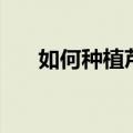 如何种植芦笋（种植芦笋的方法介绍）