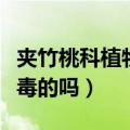 夹竹桃科植物都有毒吗（夹竹桃科植物都是有毒的吗）