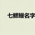 七鳃鳗名字的由来（七鳃鳗名字的来历）