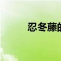 忍冬藤的功效与作用（你知道吗）