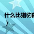 什么比猎豹的速度更快（什么动物比猎豹更快）