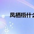 凤栖梧什么意思（凤栖梧意思是什么）
