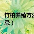 竹柏养殖方法和注意事项（养殖竹柏技巧和禁忌）