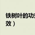 铁树叶的功效与作用（有如下5个作用以及功效）