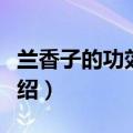 兰香子的功效与作用（兰香子的功效与作用介绍）