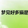 梦见好多猫是什么意思（梦见好多猫的意思）
