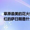 草原最美的花火红的萨日朗是什么歌（抖音草原最美的花火红的萨日朗是什么歌）