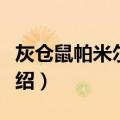 灰仓鼠帕米尔亚种（关于灰仓鼠帕米尔亚种介绍）