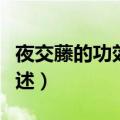 夜交藤的功效与作用（夜交藤的功效与作用简述）