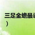 三足金蟾最忌讳什么（三足金蟾的忌讳有哪些）