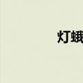 灯蛾科（关于灯蛾科介绍）