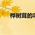桦树茸的功效及副作用（桦树茸简介）