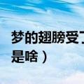 梦的翅膀受了伤歌词（梦的翅膀受了伤的歌词是啥）