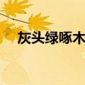 灰头绿啄木鸟（关于灰头绿啄木鸟介绍）