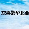 灰喜鹊华北亚种（关于灰喜鹊华北亚种介绍）