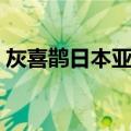 灰喜鹊日本亚种（关于灰喜鹊日本亚种介绍）