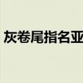 灰卷尾指名亚种（关于灰卷尾指名亚种介绍）