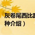 灰卷尾西比路岛亚种（关于灰卷尾西比路岛亚种介绍）