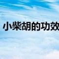 小柴胡的功效与作用（小柴胡的用途有哪些）
