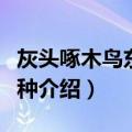灰头啄木鸟东北亚种（关于灰头啄木鸟东北亚种介绍）