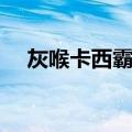 灰喉卡西霸鹟（关于灰喉卡西霸鹟介绍）